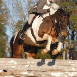 Article images - NA Jr Fieldhunter Champs 2011